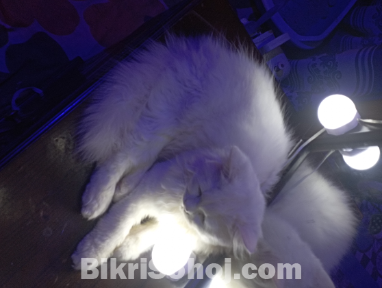 Pure Persian